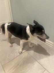 Found/Stray Unknown Dog last seen Scotsdale & McVittie Dr., Bella Vista, AR 72715