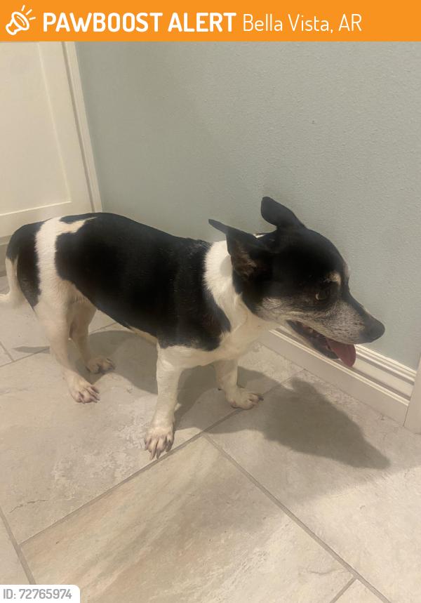 Found/Stray Unknown Dog last seen Scotsdale & McVittie Dr., Bella Vista, AR 72715