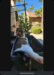 Lost Male Cat last seen Bella terra apmts , Vista, CA 92081