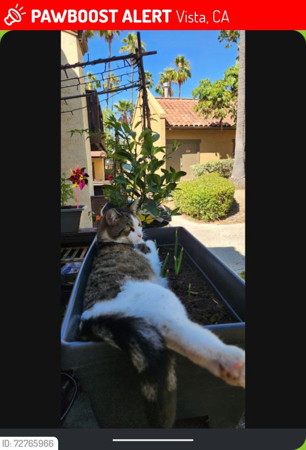 Lost Male Cat last seen Bella terra apmts , Vista, CA 92081