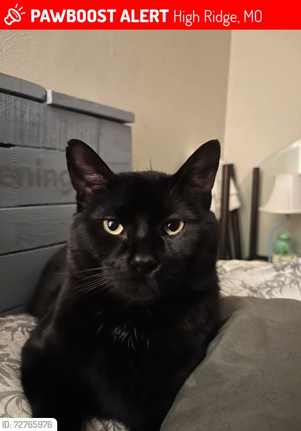 Lost Male Cat last seen Pembroke apmts, High Ridge, MO 63049