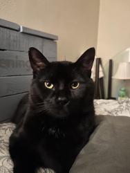 Lost Male Cat last seen Pembroke apmts, High Ridge, MO 63049
