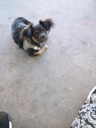 Lost Female Dog last seen Bruce and Fremont, Las Vegas, NV 89101