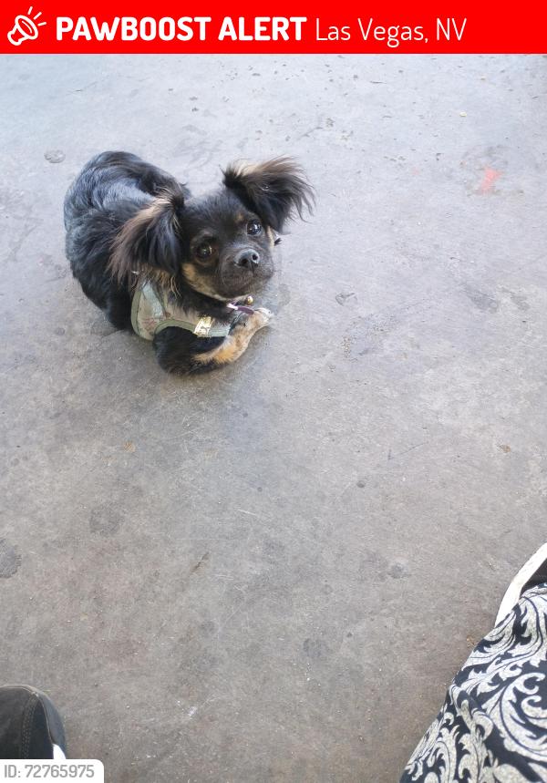 Lost Female Dog last seen Bruce and Fremont, Las Vegas, NV 89101