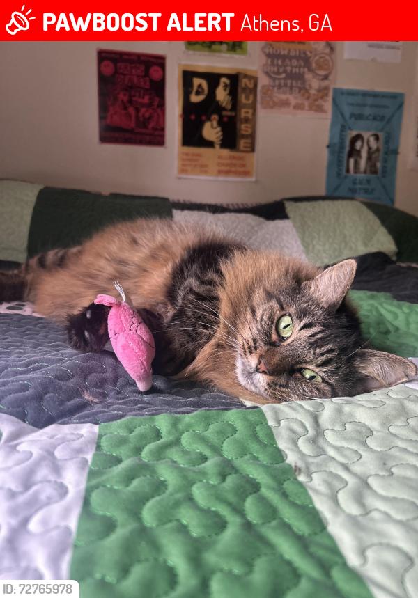 Lost Female Cat last seen Park Ave near Yonah, behind Athentic, Athens, GA 30603