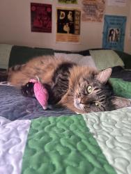 Lost Female Cat last seen Park Ave near Yonah, behind Athentic, Athens, GA 30603