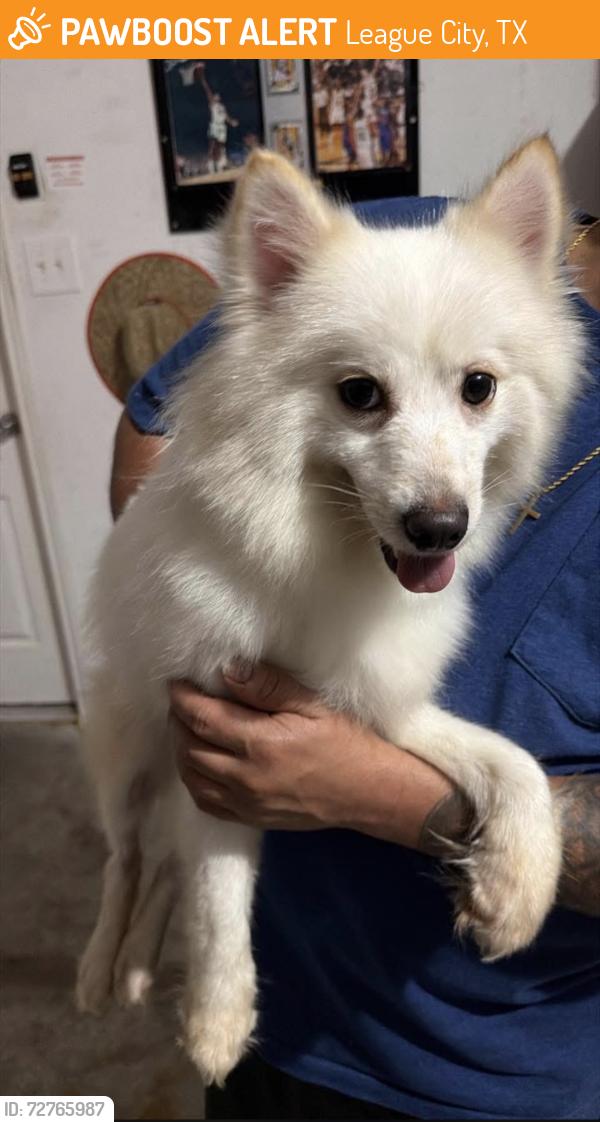 Found/Stray Female Dog last seen Galloway lane in Westover Park, League City, TX 77573