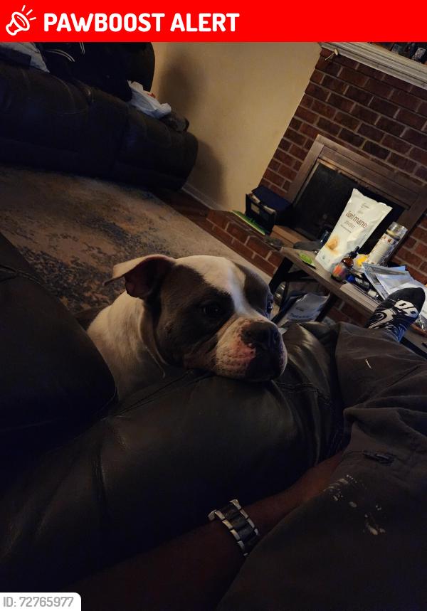 Lost Male Dog last seen Deer run, Chesterfield County, VA 23112