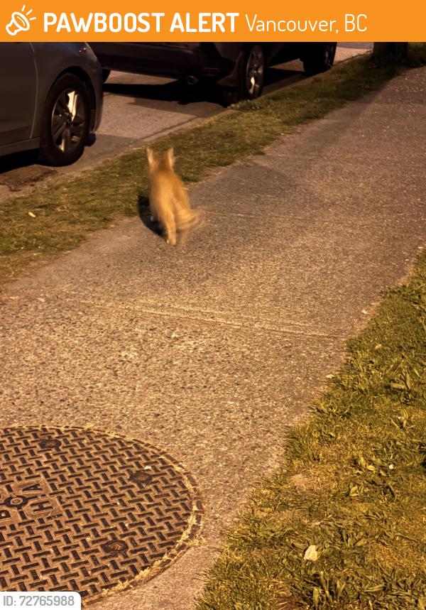 Found/Stray Unknown Cat last seen West 70th Osler St. , Vancouver, BC 