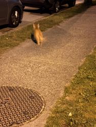 Found/Stray Unknown Cat last seen West 70th Osler St. , Vancouver, BC 
