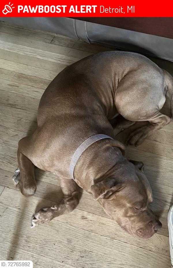 Lost Male Dog last seen Near turner street, Detroit, MI 48238