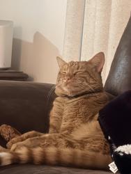 Lost Male Cat last seen Murray c trail, Murray, UT 84121
