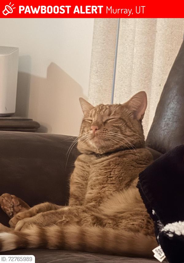 Lost Male Cat last seen Murray c trail, Murray, UT 84121