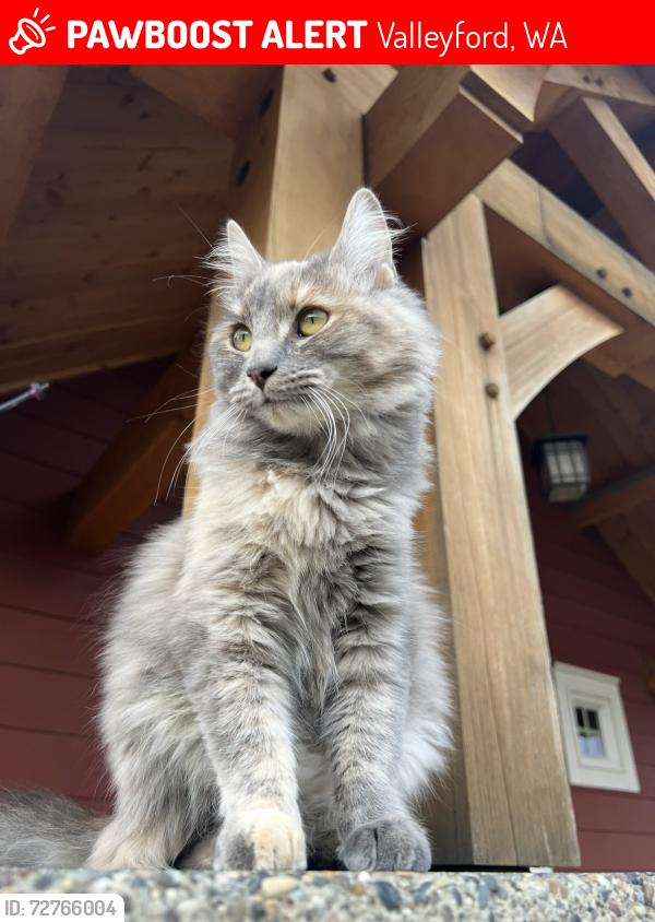 Lost Female Cat last seen Palouse Hwy between Madison and Hwy 27, Valleyford, WA 99036
