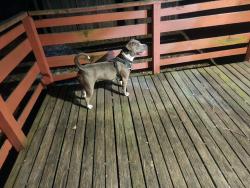 Found/Stray Female Dog last seen Lyndale and Lowry, Minneapolis, MN 55411