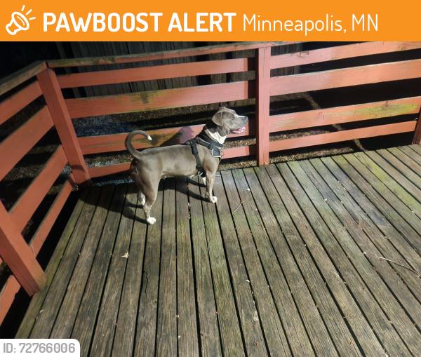 Found/Stray Female Dog last seen Lyndale and Lowry, Minneapolis, MN 55411