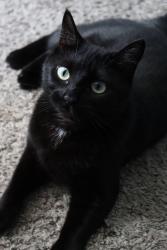 Lost Female Cat last seen Ford Blvd and Hubbard St, East Los Angeles, CA 90022
