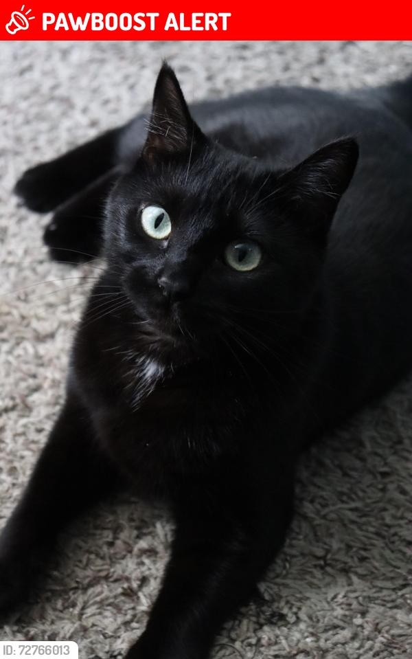 Lost Female Cat last seen Ford Blvd and Hubbard St, East Los Angeles, CA 90022