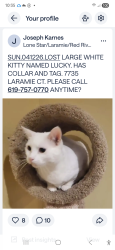 Lost Male Cat last seen Laramie Way, San Diego, CA 92120