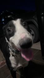 Found/Stray Male Dog last seen Tiffollo lane and Hollywood, Sunrise Manor, NV 89156