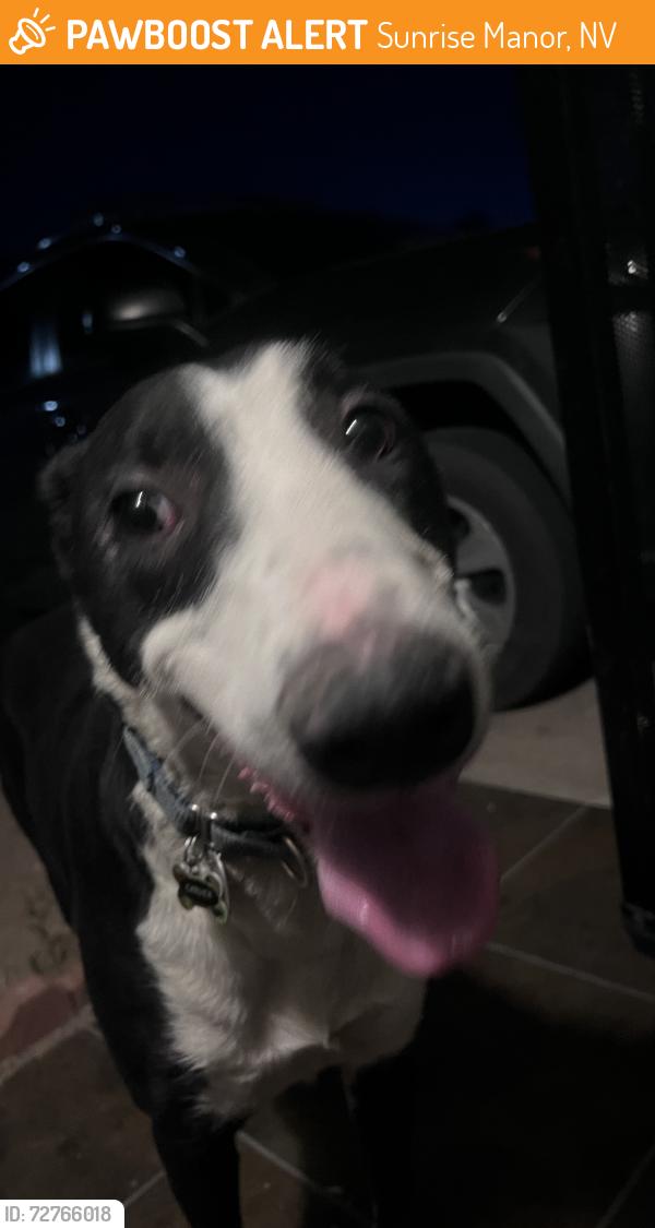 Found/Stray Male Dog last seen Tiffollo lane and Hollywood, Sunrise Manor, NV 89156