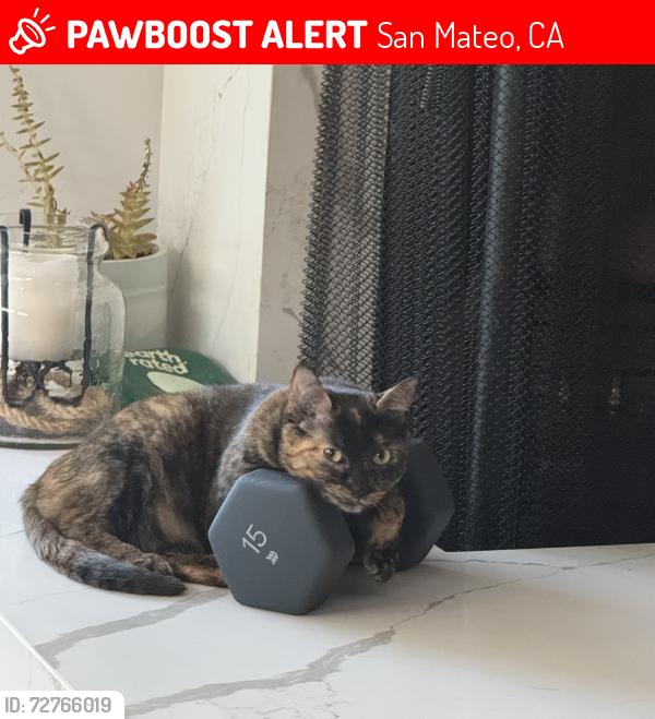Found/Stray Female Cat last seen Elliott & Claudia, San Mateo, CA 94403