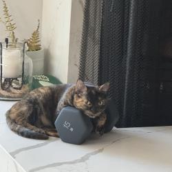 Found/Stray Female Cat last seen Elliott & Claudia, San Mateo, CA 94403
