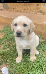 Lost Female Dog last seen Fairacres Rd SW & Thurman Rd – near Gesman Place SW (Huntsville) - near church, Huntsville, AL 35805