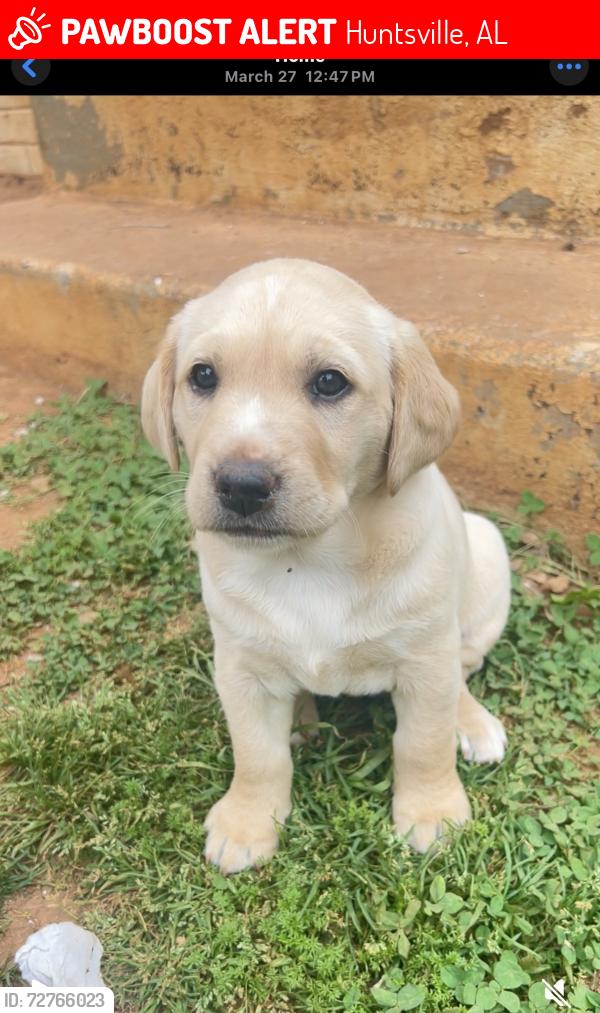 Lost Female Dog last seen Fairacres Rd SW & Thurman Rd – near Gesman Place SW (Huntsville) - near church, Huntsville, AL 35805