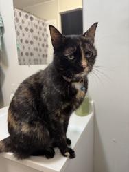 Lost Female Cat last seen lake pickthorne, john harden, Jacksonville, AR 72076