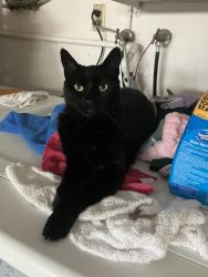 Lost Female Cat last seen Diamond circle , Oceanside, CA 92056