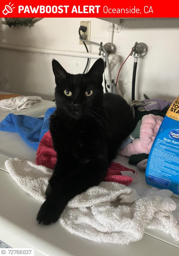 Lost Female Cat last seen Diamond circle , Oceanside, CA 92056