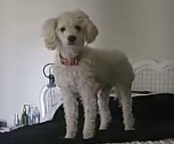 Lost Female Dog last seen 35th Ave and Peoria , Phoenix, AZ 85051