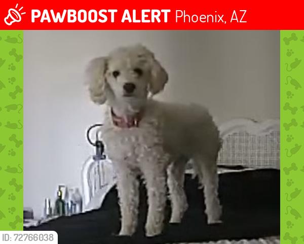 Lost Female Dog last seen 35th Ave and Peoria , Phoenix, AZ 85051
