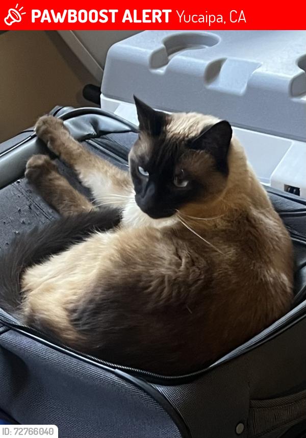 Lost Female Cat last seen Bryant, Yucaipa, CA 92399