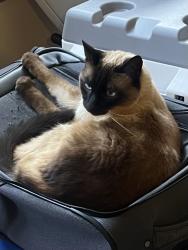 Lost Female Cat last seen Bryant, Yucaipa, CA 92399