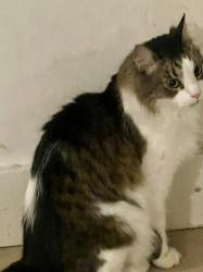 Found/Stray Unknown Cat last seen Monroe st. , Toledo, OH 43623
