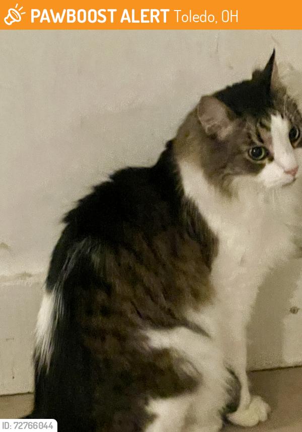 Found/Stray Unknown Cat last seen Monroe st. , Toledo, OH 43623