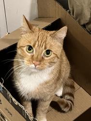 Lost Female Cat last seen Incline terrace, Salt Lake City, UT 84117