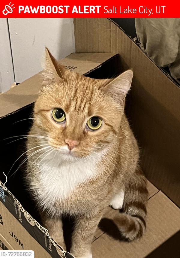 Lost Female Cat last seen Incline terrace, Salt Lake City, UT 84117