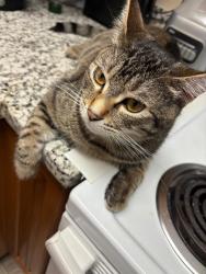 Lost Male Cat last seen Ravenscourt ave , San Jose, CA 95128