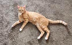 Lost Male Cat last seen Apartamentos Revive 9mile station, Denver, CO 80014