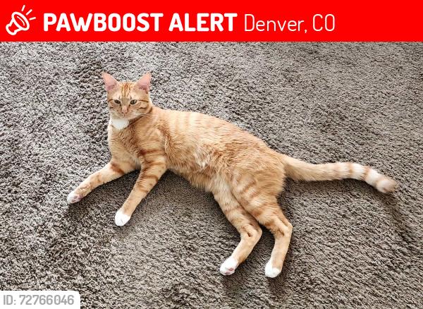 Lost Male Cat last seen Apartamentos Revive 9mile station, Denver, CO 80014