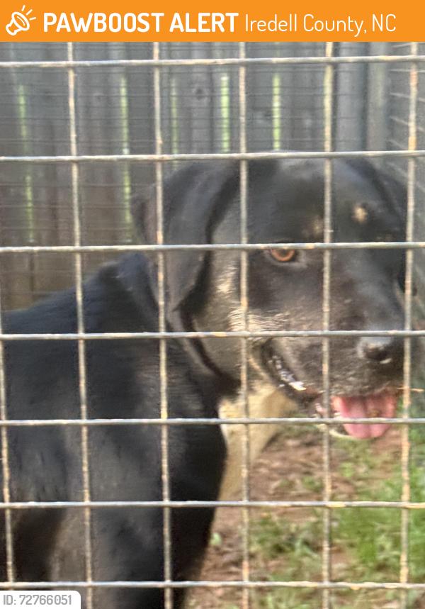 Found/Stray Female Dog last seen Cool Springs Road, Iredell County, NC 28625