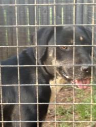 Found/Stray Female Dog last seen Cool Springs Road, Iredell County, NC 28625