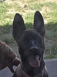 Lost Female Dog last seen Atlantic and rosecrans, Compton, CA 90221