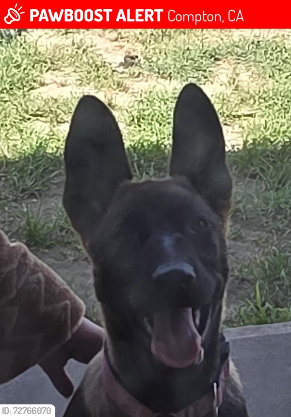 Lost Female Dog last seen Atlantic and rosecrans, Compton, CA 90221