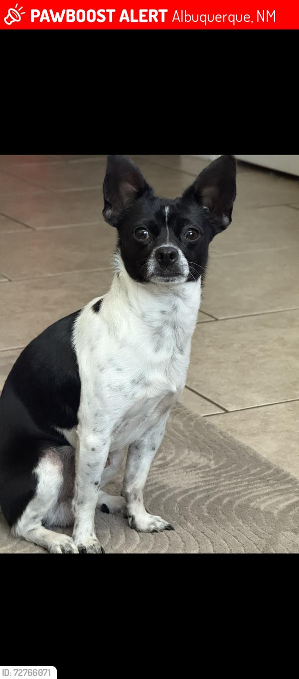 Lost Male Dog last seen Last seen outside my house on 4th street , Albuquerque, NM 87104