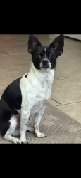 Lost Male Dog last seen Last seen outside my house on 4th street , Albuquerque, NM 87104