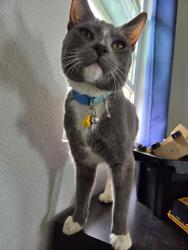 Lost Male Cat last seen Michigan and 13th , Beaumont, CA 92223